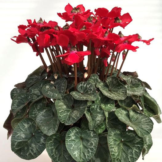 シクラメン　リトルマタドール シリーズ 中輪系品種