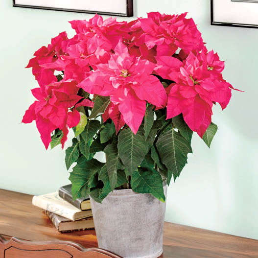 プリンセチア　プリンセチア シリーズ 