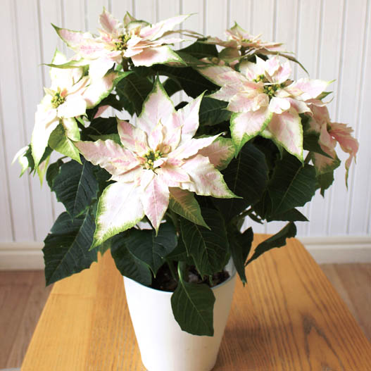 プリンセチア　プリンセチア シリーズ 