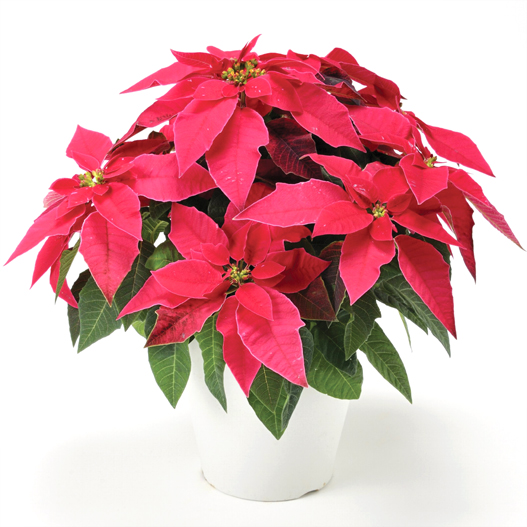 プリンセチア　プリンセチア シリーズ 