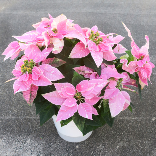 プリンセチア　プリンセチア シリーズ 