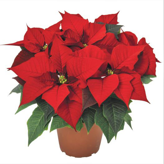 ポインセチア　アトランティックアーリーレッド 