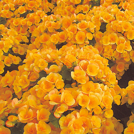 ベゴニア　エラチオール その他のグループ 