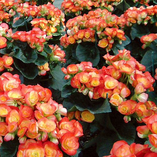 ベゴニア　エラチオール その他のグループ 