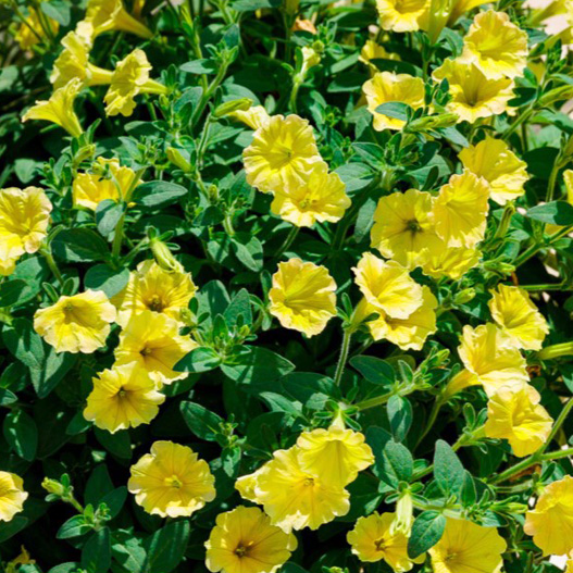 ペチュニア　スーパーチュニア 