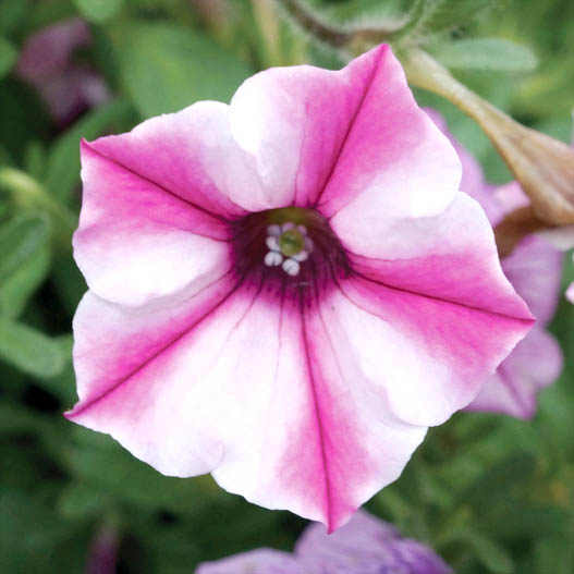 ペチュニア　スーパーチュニア 