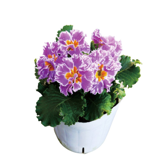 プリムラ アコーリス　シルバーエッジ シリーズ プレミアムプリムローズ