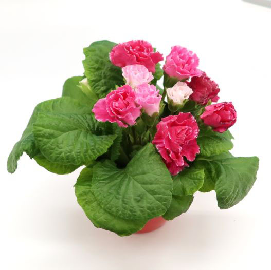 プリムラ ジュリアン　プレミアムジュリアン いちごのミルフィーユ 