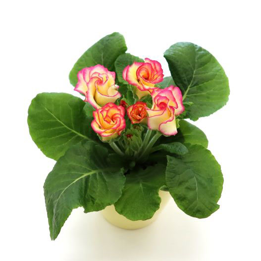 プリムラ ジュリアン　プレミアムジュリアン プリンアラモード 