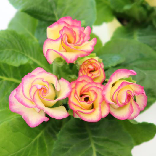 プリムラ ジュリアン　プレミアムジュリアン プリンアラモード 