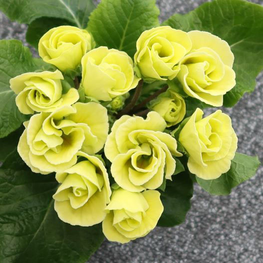 プリムラ ジュリアン　プレミアムジュリアン マスカットのジュレ 