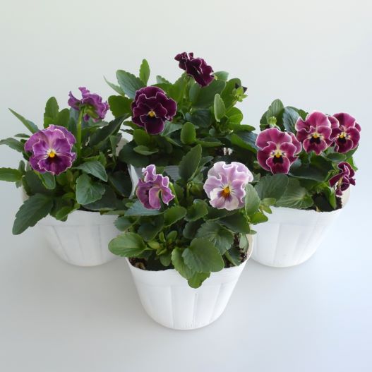 ビオラ　ソワレ シリーズ 