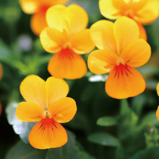 ビオラ　フィーリー シリーズ 