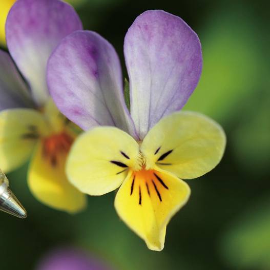 ビオラ　フィーリー シリーズ 