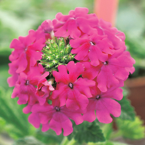 バーベナ　スーパーベナ 