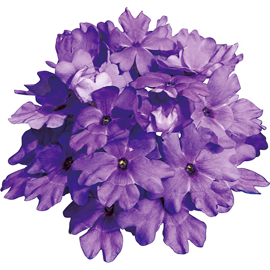 バーベナ　スーパーベナ 