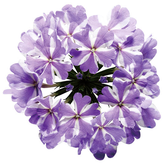 バーベナ　スーパーベナ 