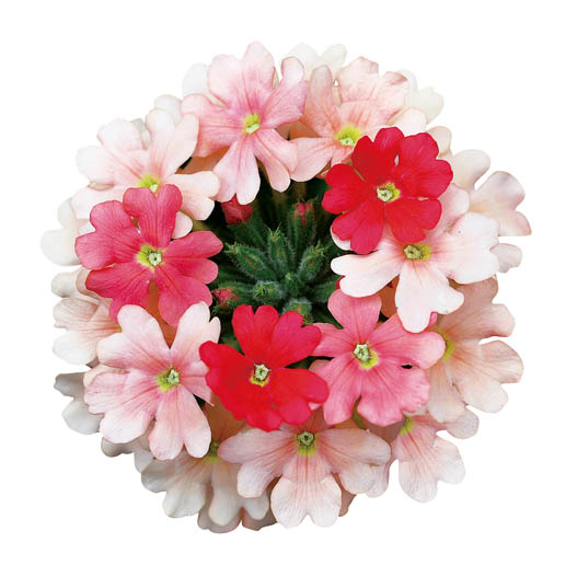 バーベナ　スーパーベナ 