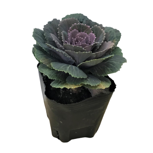 ハボタン　カフェモカ 