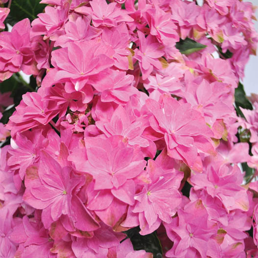 ハイドランジア　ダブルダッチ 