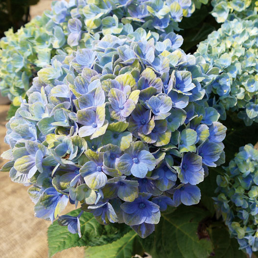 ハイドランジア　マジカル シリーズ 