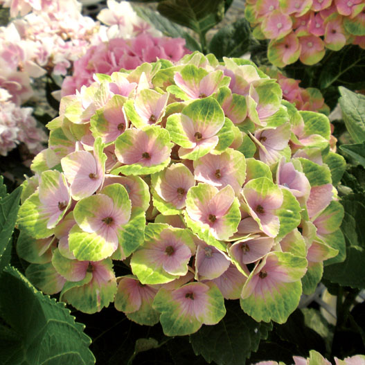 ハイドランジア　マジカル シリーズ 