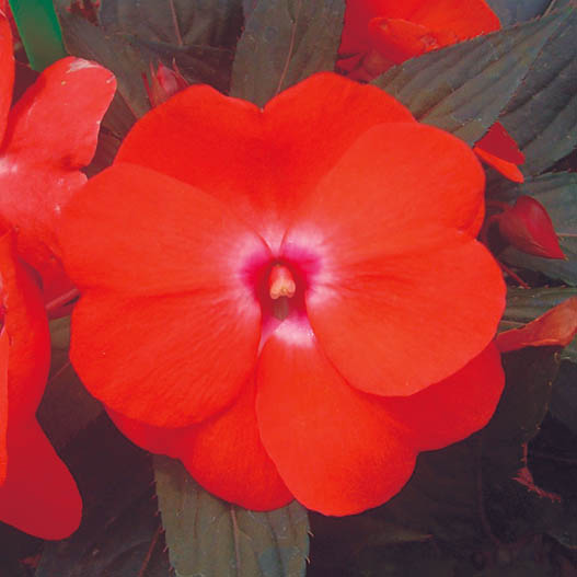 ニューギニアインパチェンス　トロピカル 