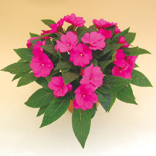 ニューギニアインパチェンス　トロピカル 