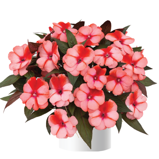 ニューギニアインパチェンス　ハーモニー　シリーズ 