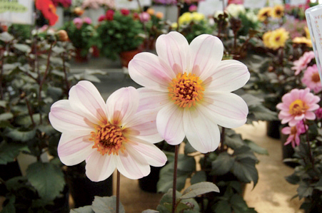 ダリア　ガーデンダリア シリーズ 