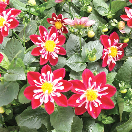 ダリア　スターシスター シリーズ 