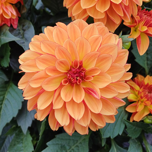 ダリア　マキシ シリーズ 