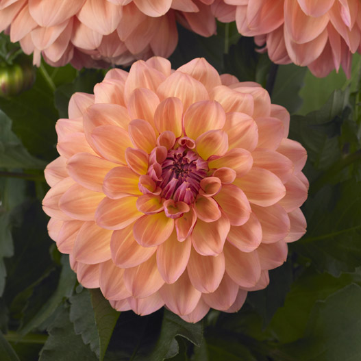 ダリア　マキシ シリーズ 