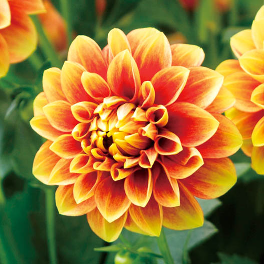 ダリア　マキシ シリーズ 