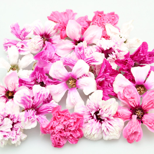 シクラメン　天使のはね シリーズ 