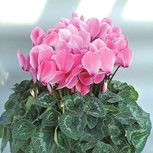 シクラメン　セレナ シリーズ 大輪系品種