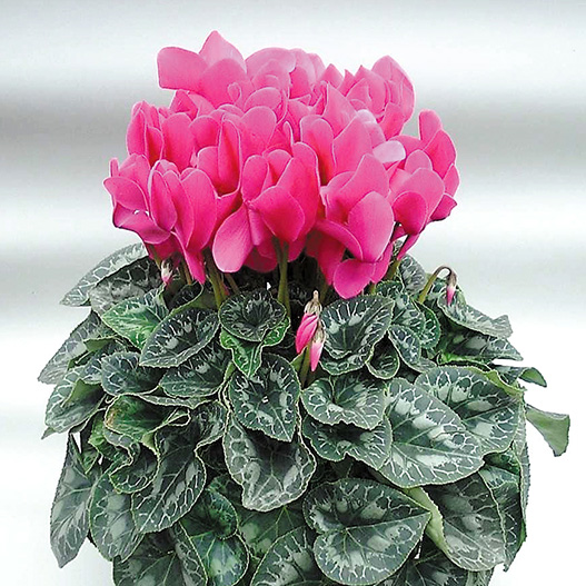 シクラメン　ハイブリッジ シリーズ 大輪系品種