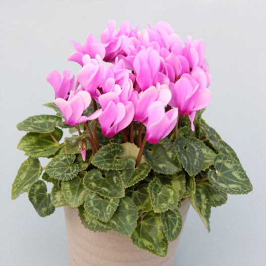 シクラメン　ステラ シリーズ ミニチュア系品種