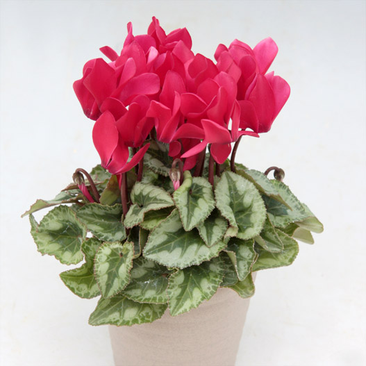 シクラメン　ステラ シリーズ ミニチュア系品種