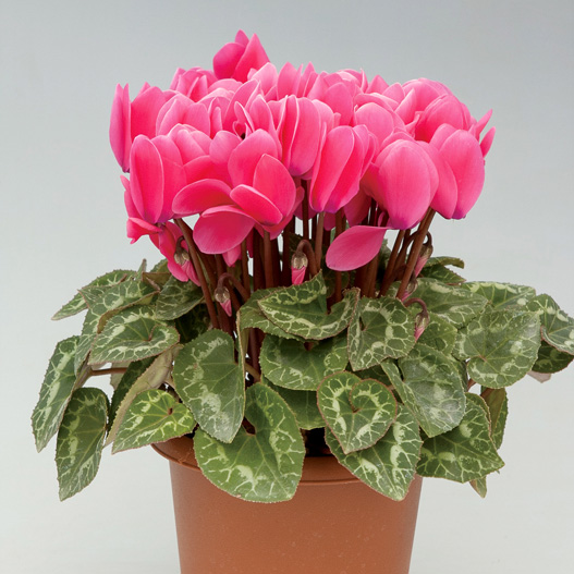 シクラメン F1　ハイライト シリーズ 中輪系品種