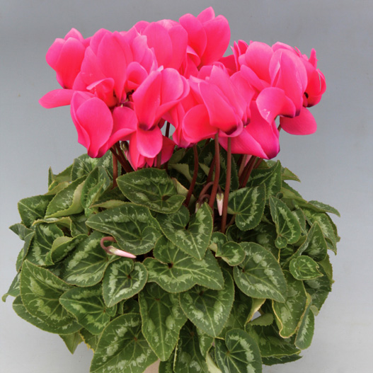 シクラメン　ハヤカワ パステル シリーズ 大輪系品種