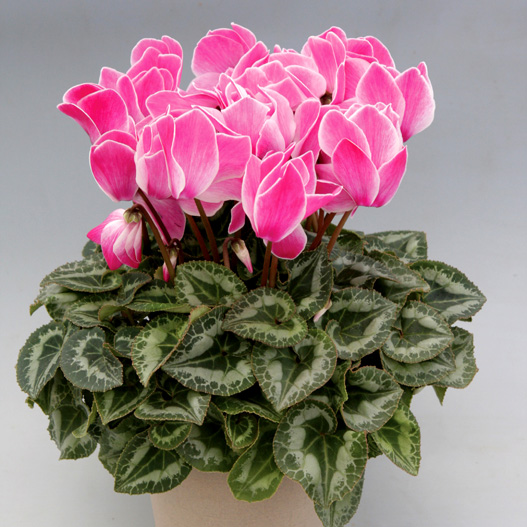 シクラメン　ハヤカワ パステル シリーズ 大輪系品種