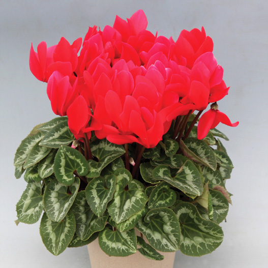 シクラメン　ハヤカワ パステル シリーズ 大輪系品種