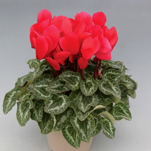 シクラメン　ハヤカワ パステル シリーズ 大輪系品種