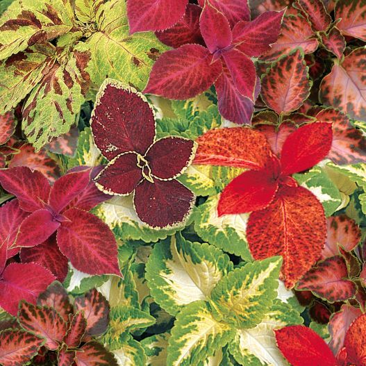 コリウス　ウィザード シリーズ 