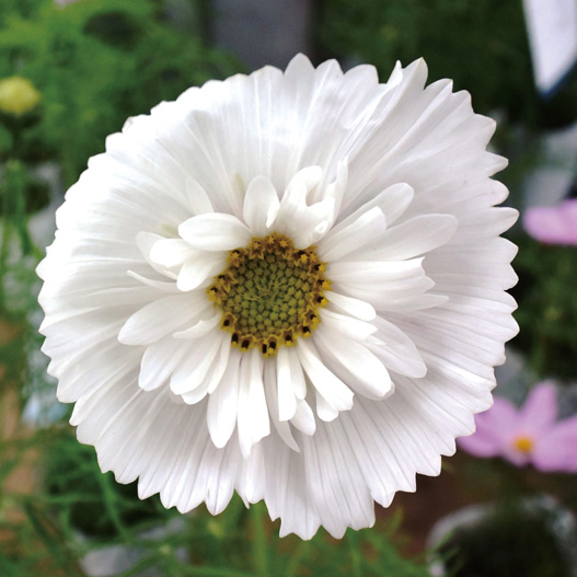 コスモス　カップケーキ シリーズ 