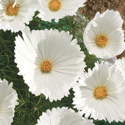 コスモス　カップケーキ シリーズ 