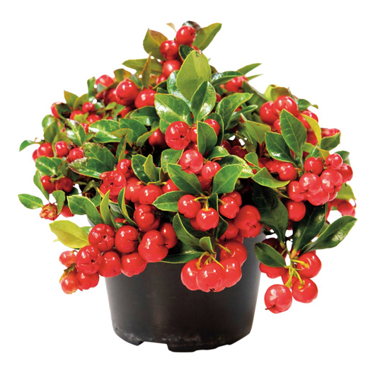 ゴーテリア　メリーベリー シリーズ 