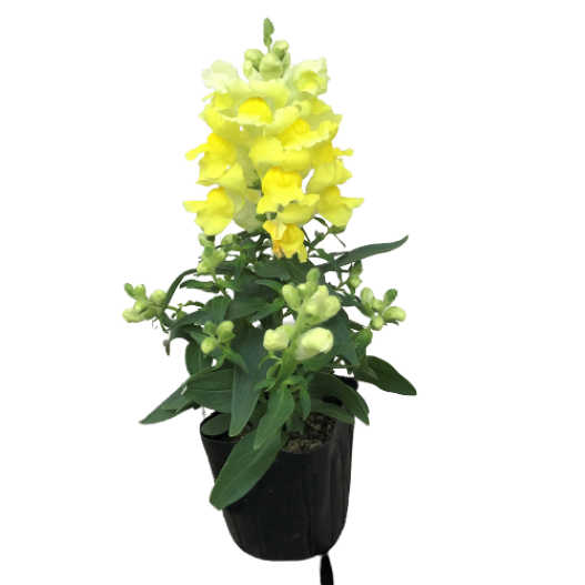 キンギョソウ F1　スナップショット シリーズ 