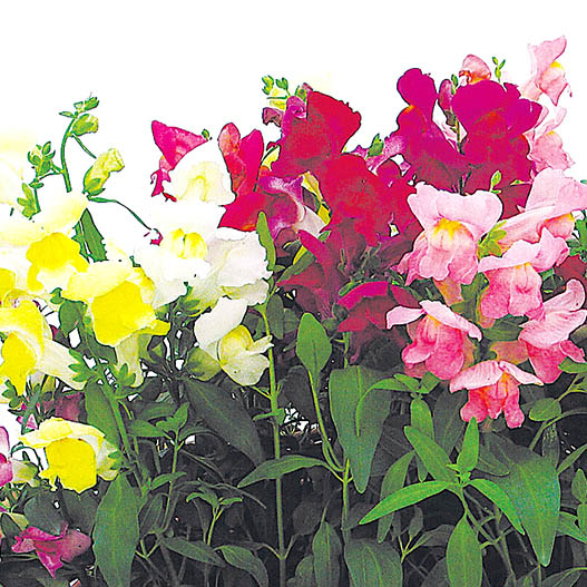 キンギョソウ F1　スナップショット シリーズ 